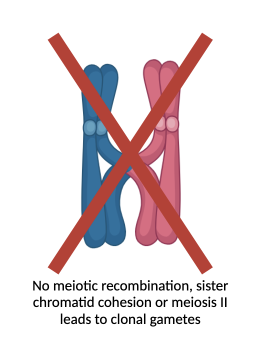 Charlie Underwood (@charliesousbois) on Twitter photo A hallmark of sex is each parent transmits half of their genome through a recombined egg or sperm. What if this was not the case? Check our new paper <a href="/NatureGenet/">Nature Genetics</a> where we break this rule via diploid clonal gametes and develop polyploid genome design
nature.com/articles/s4158… A hallmark of sex is each parent transmits half of their genome through a recombined egg or sperm. What if this was not the case? Check our new paper <a href="/NatureGenet/">Nature Genetics</a> where we break this rule via diploid clonal gametes and develop polyploid genome design
nature.com/articles/s4158…