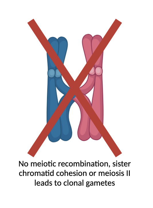 A hallmark of sex is each parent transmits half of their genome through a recombined egg or sperm. What if this was not the case? Check our new paper @NatureGenet where we break this rule via diploid clonal gametes and develop polyploid genome design nature.com/articles/s4158…