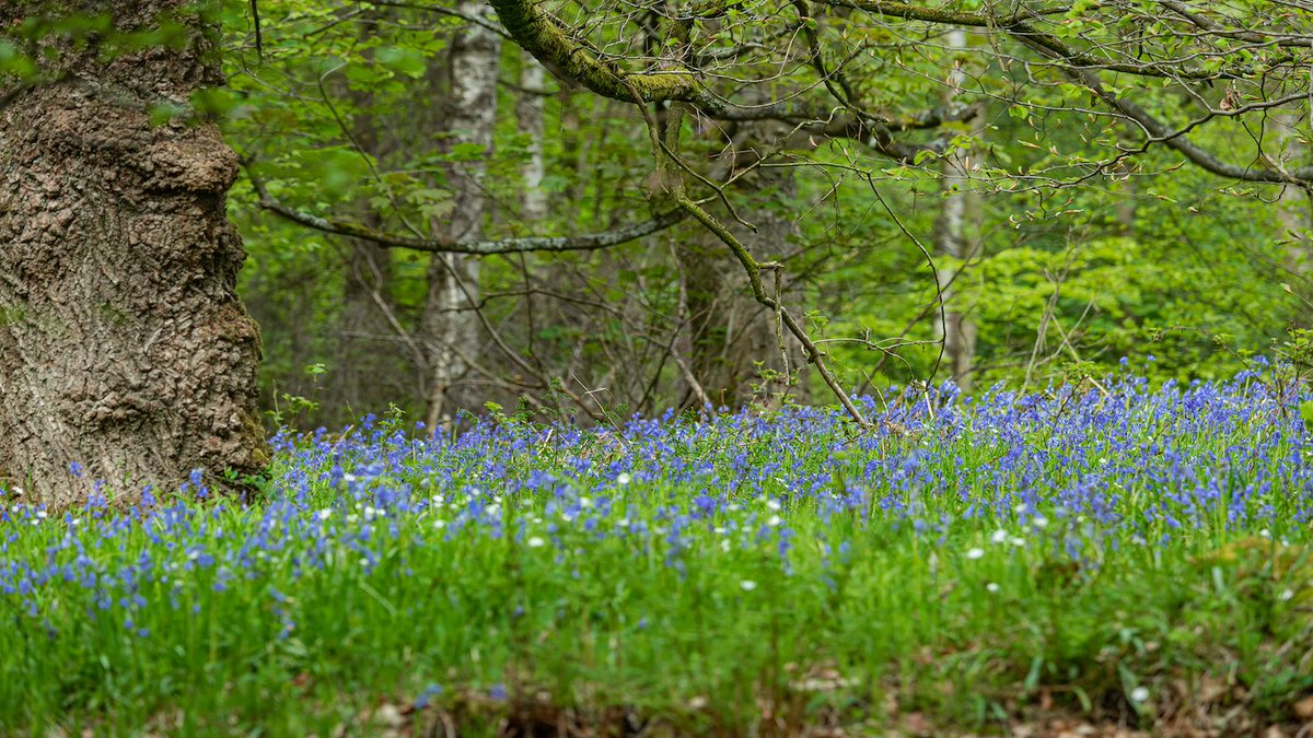 Beautiful bluebells at Longshaw are the perfect #MondayMotivation🌼 Surrounded by folklore, #bluebells are indicators that that a woodland may be ancient. They look stunning with the Greater Stitchwort, pictured in Hay Wood. 📷Kev Dunnington