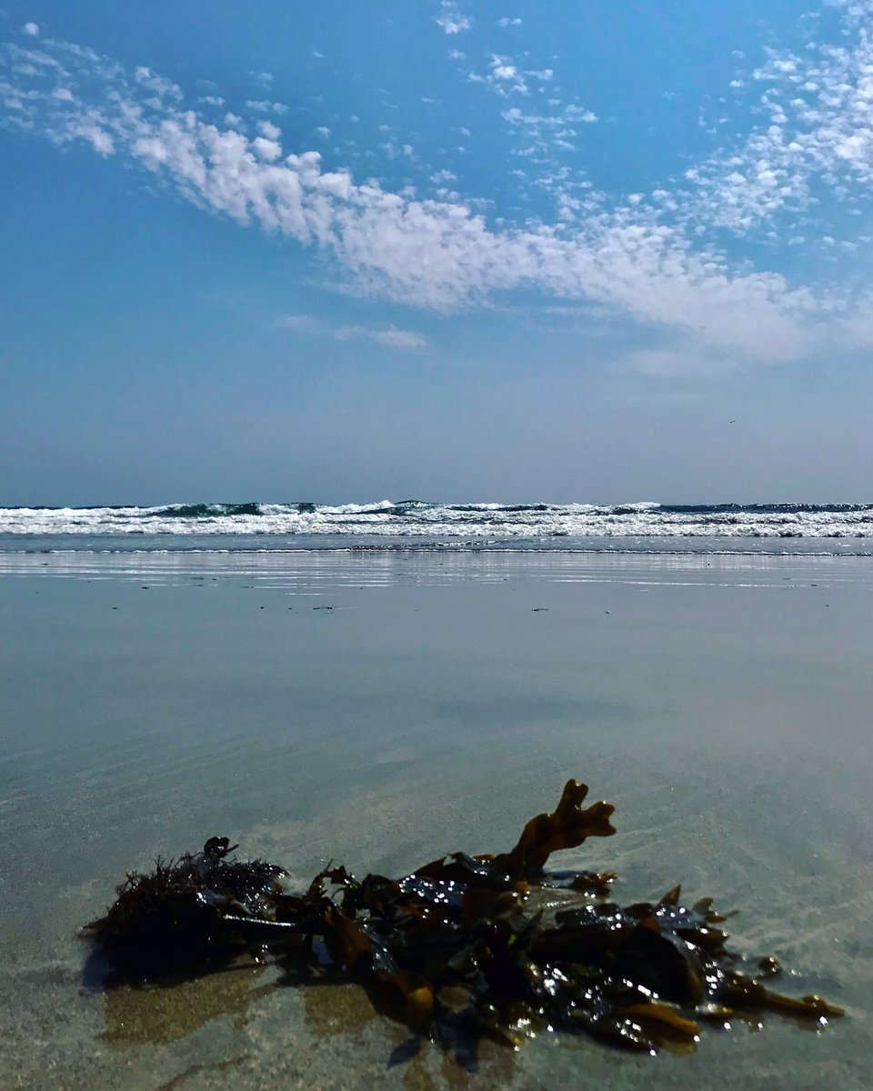 Saturday though 🌊🏖☀️🌊#seaweed #sea #sky #bluesky #waves #water #blue #seaair #summer #sunshine #sun #beach #seaside #beachlife #inchydoney #inchydoneybeach #cork #ireland #iphoneonly #filter @corkbeo @pure_cork @yaycork @CorkDaily @LovingCork @CravingCork