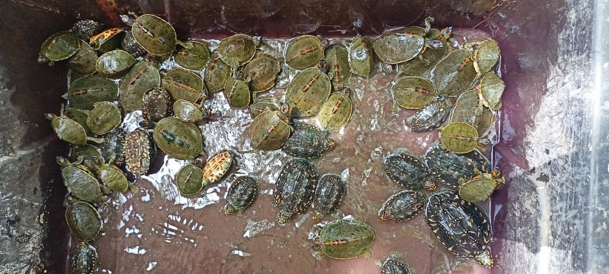 Committed to end wildlife crime! On intelligence inputs of WCCB, 54 Indian Roofed #Turtle and 31 Black Pond Turtle were seized in a joint #operation conducted by #WCCB, Uttar Pradesh #Police and #Forest Department at #Shikhobad, Uttar Pradesh on 29 April 2024.