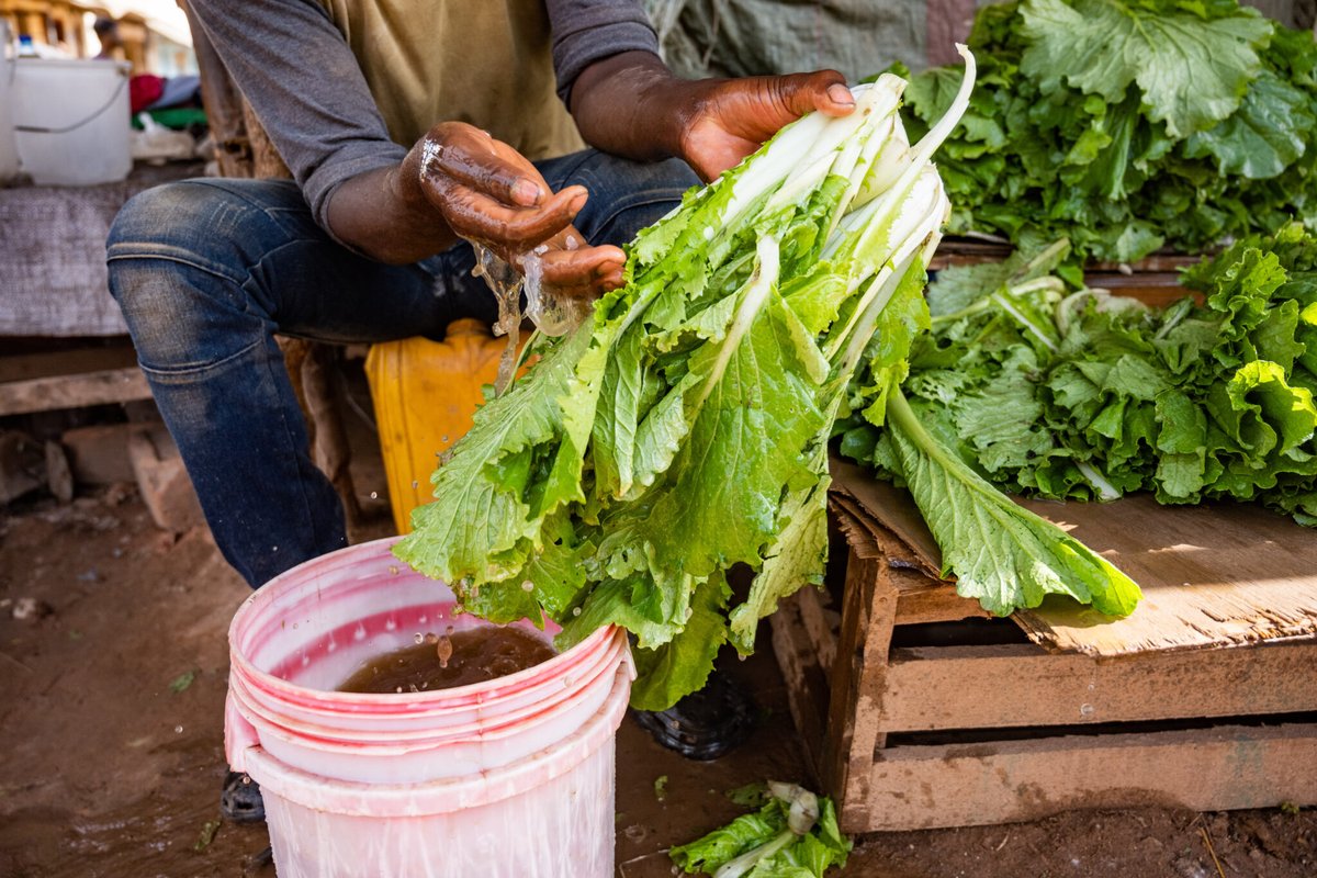 🌱 #ICYMI We're excited to collaborate with the shortlisted candidates for RAIN phase II over the next few months as they work to transform agricultural systems in East Africa. Learn about the projects: bit.ly/3Uwp4RP @MunichReFound @ShockwaveFound