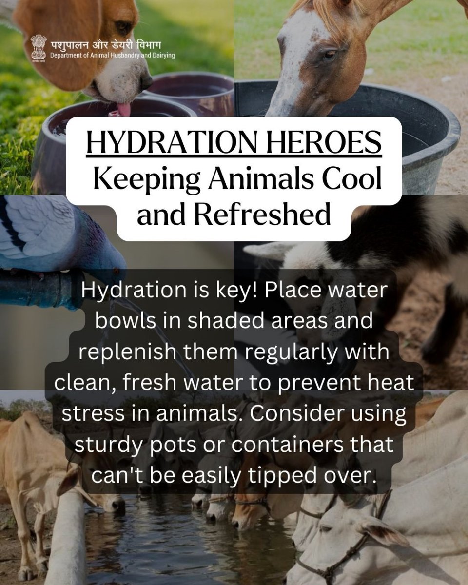 Hydration isn't just important for us—it's vital for our livestock too! Keep those water bowls topped up and placed in shaded spots to keep our pets cool and hydrated. 
#animalwelfare #HydrationIsKey #AnimalHealth