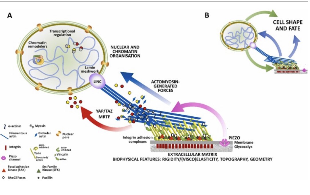 Carmelo Ferrai (@carmeloferrai) on Twitter photo Hi there! Our review on “Mechanotransduction in stem cells” is finally published. With <a href="/CarstenSchulte4/">Carsten Schulte</a> we provided a comprehensive picture, that aims to cover the whole mechanotransductive pathway from the cell microenvironment to the nucleus. 1/3
pubmed.ncbi.nlm.nih.gov/38729084/ Hi there! Our review on “Mechanotransduction in stem cells” is finally published. With <a href="/CarstenSchulte4/">Carsten Schulte</a> we provided a comprehensive picture, that aims to cover the whole mechanotransductive pathway from the cell microenvironment to the nucleus. 1/3
pubmed.ncbi.nlm.nih.gov/38729084/