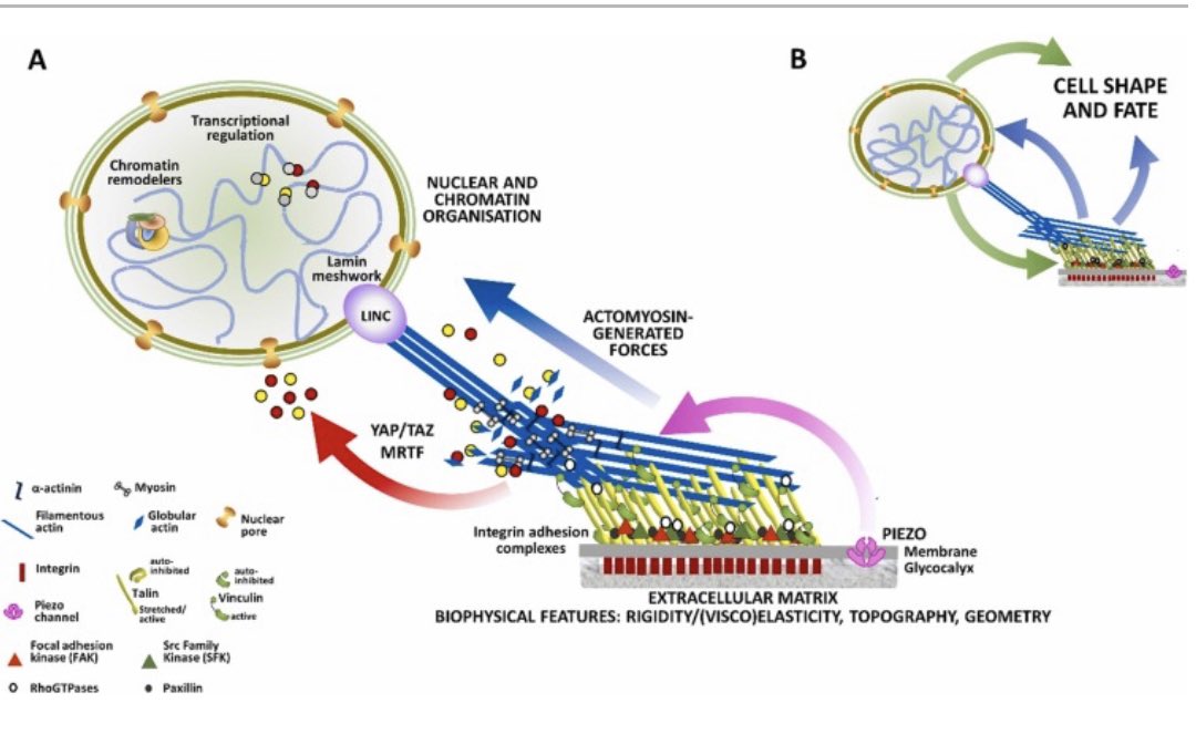 Hi there! Our review on “Mechanotransduction in stem cells” is finally published. With @CarstenSchulte4 we provided a comprehensive picture, that aims to cover the whole mechanotransductive pathway from the cell microenvironment to the nucleus. 1/3

pubmed.ncbi.nlm.nih.gov/38729084/