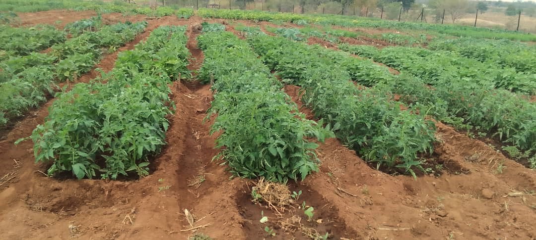 #MondayMotivation
“There is immense power when a group of people with similar interests gets together to work toward the same goals,” ― Idowu Koyenikan

Chiredzi community managed nutrition gardens continue to flourish after project #closeout.

#HappyNewWeek