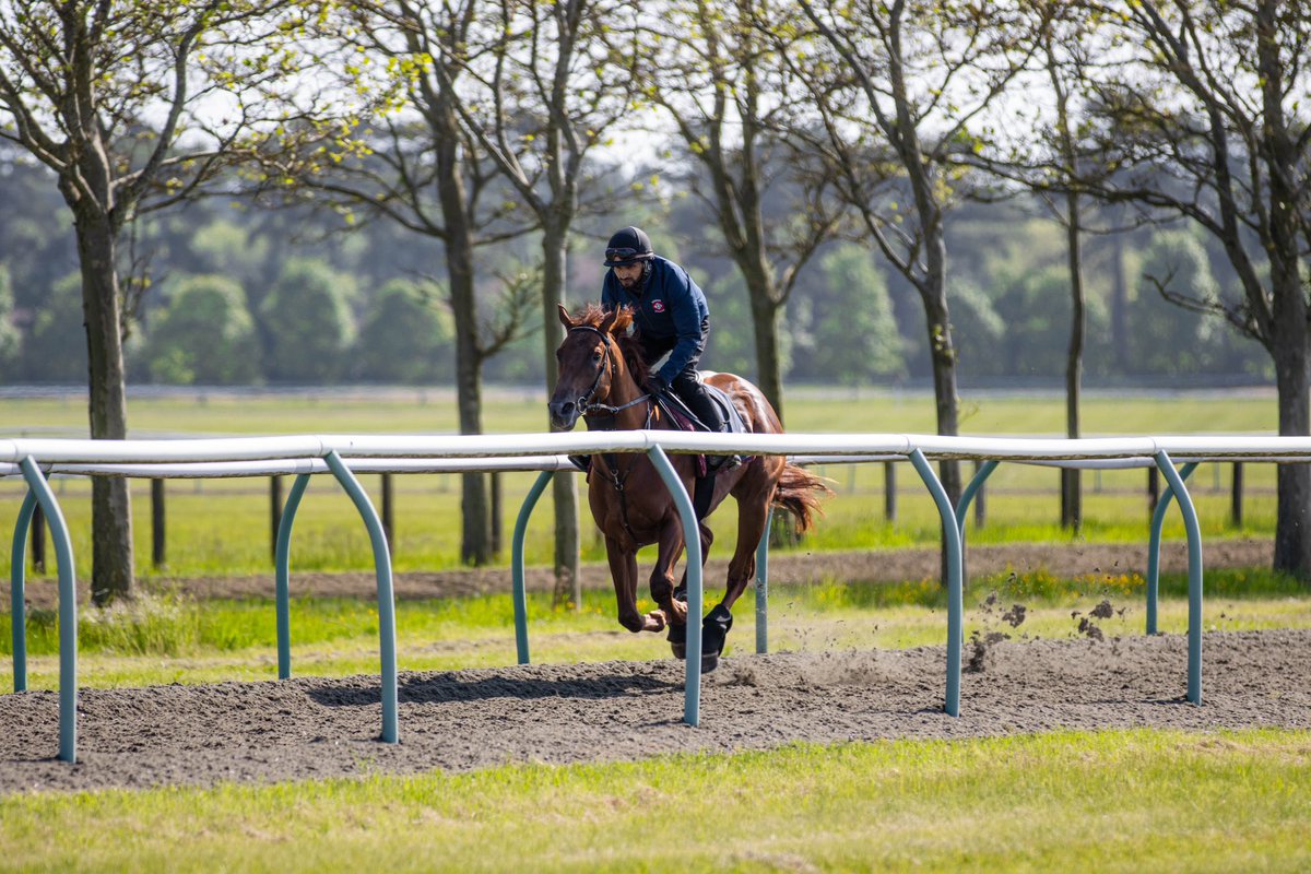 🅡🅤🅝🅝🅔🅡 - Laguna Boy makes his debut today in the 6f Novice Stakes at Windsor under @Rossaryan15 for the @WilliamsStuart team, going to post for 18:05. Best of luck to his owners! #OpulenceThoroughbreds