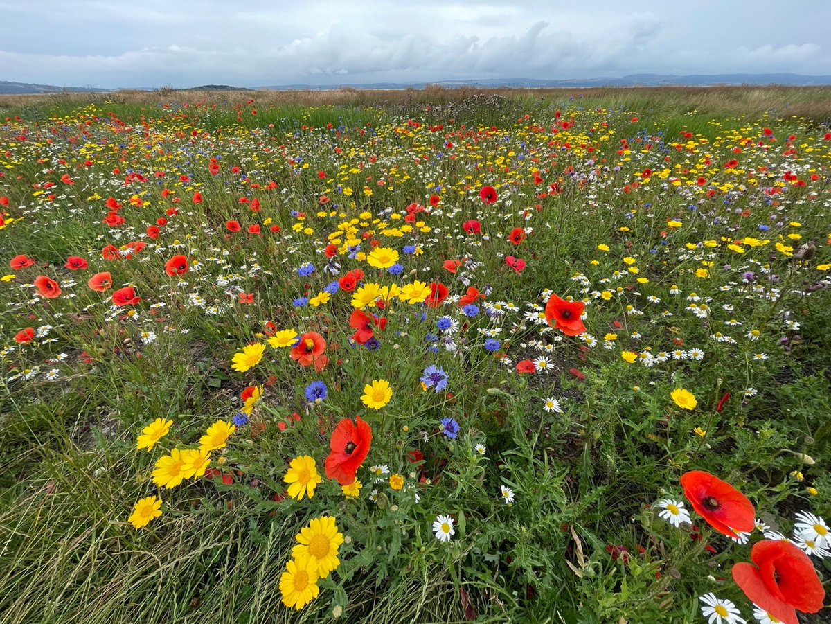 Read all about Edinburgh's coastline heritage and the #EdinburghShoreline project inspiring people to explore their coast and take responsibility for its future health on Our Town Stories. This new digital trail is thanks to @EdinburghShore1 ourtownstories.co.uk/story/4602-edi…