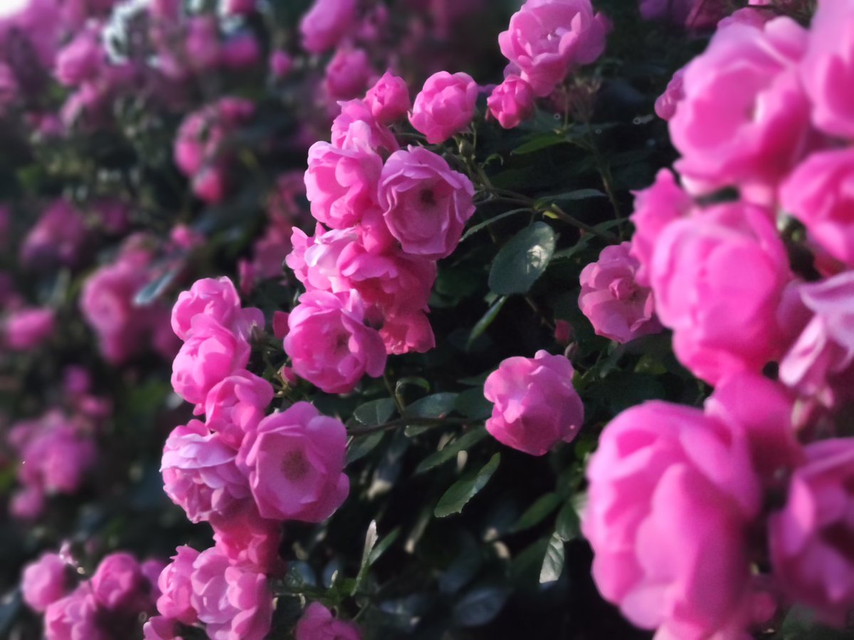 思わずパシャリ 📸