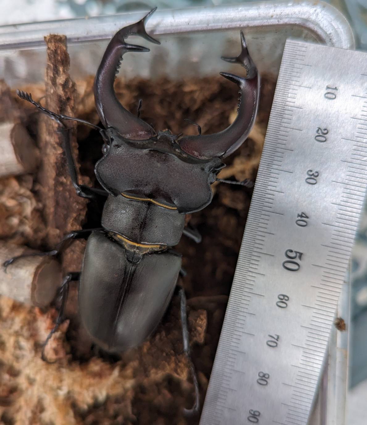 最強のカブトムシ☆クワガタマット作ってます 最強のカブトムシ☆クワガタマット作ってます