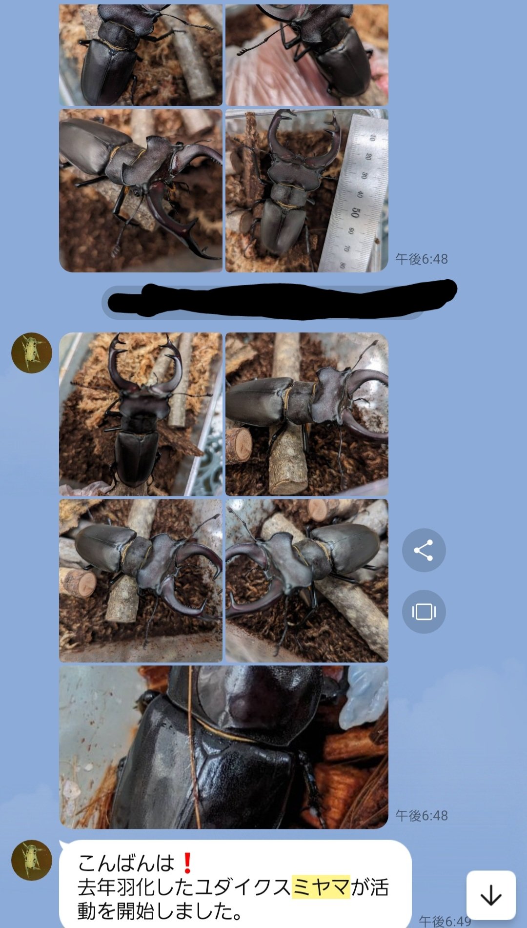 最強のカブトムシ☆クワガタマット作ってます 最強のカブトムシ☆クワガタマット作ってます