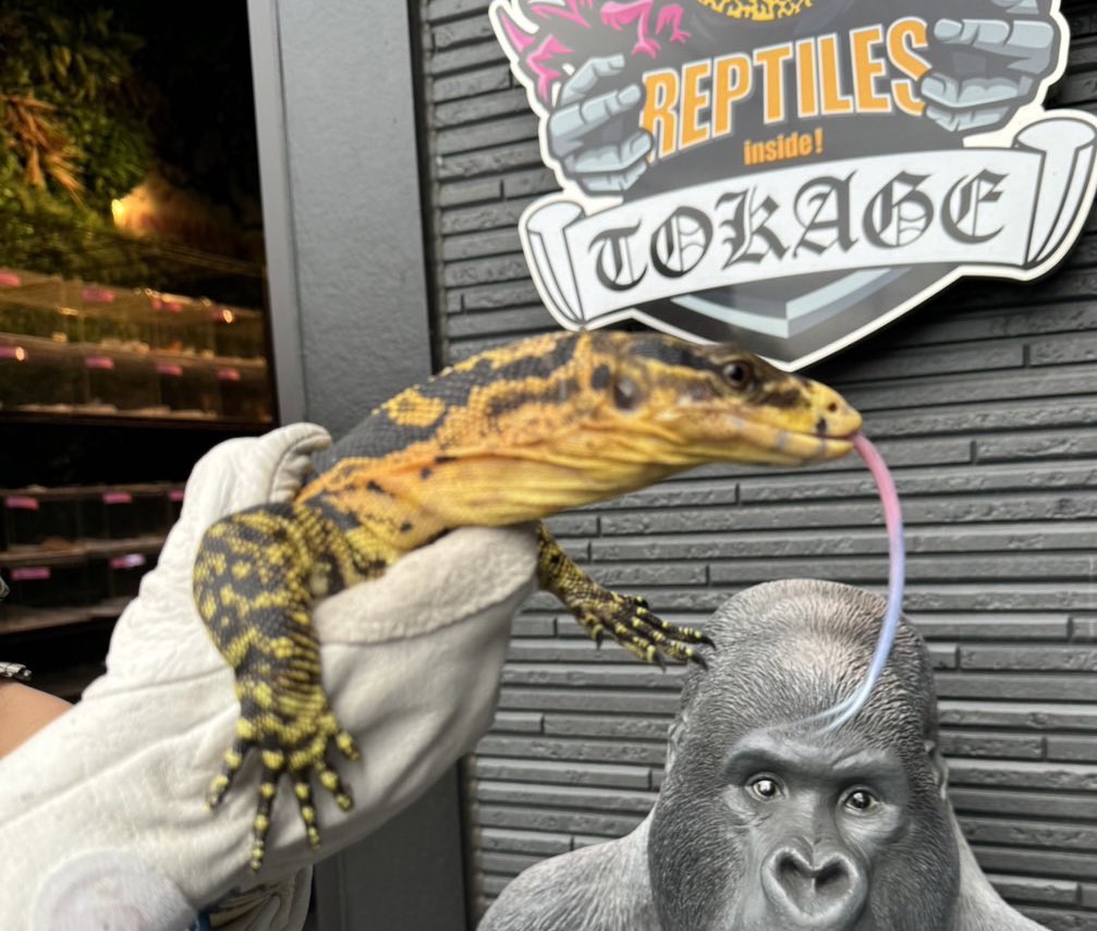 かっこいい🖤😛🖤のせわすれたやつ📷