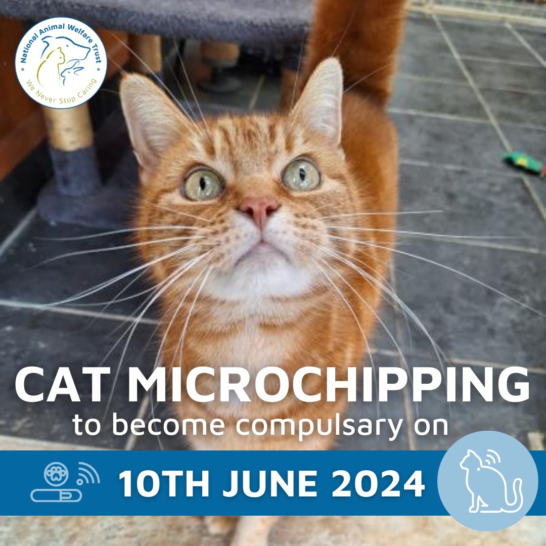 From the 10th June 2024, it will become compulsory for all cats to be microchipped. The new law states that you will have 21 days to have your cat microchipped or you may face a fine up to £500. #microchipping #cat #animalcharity