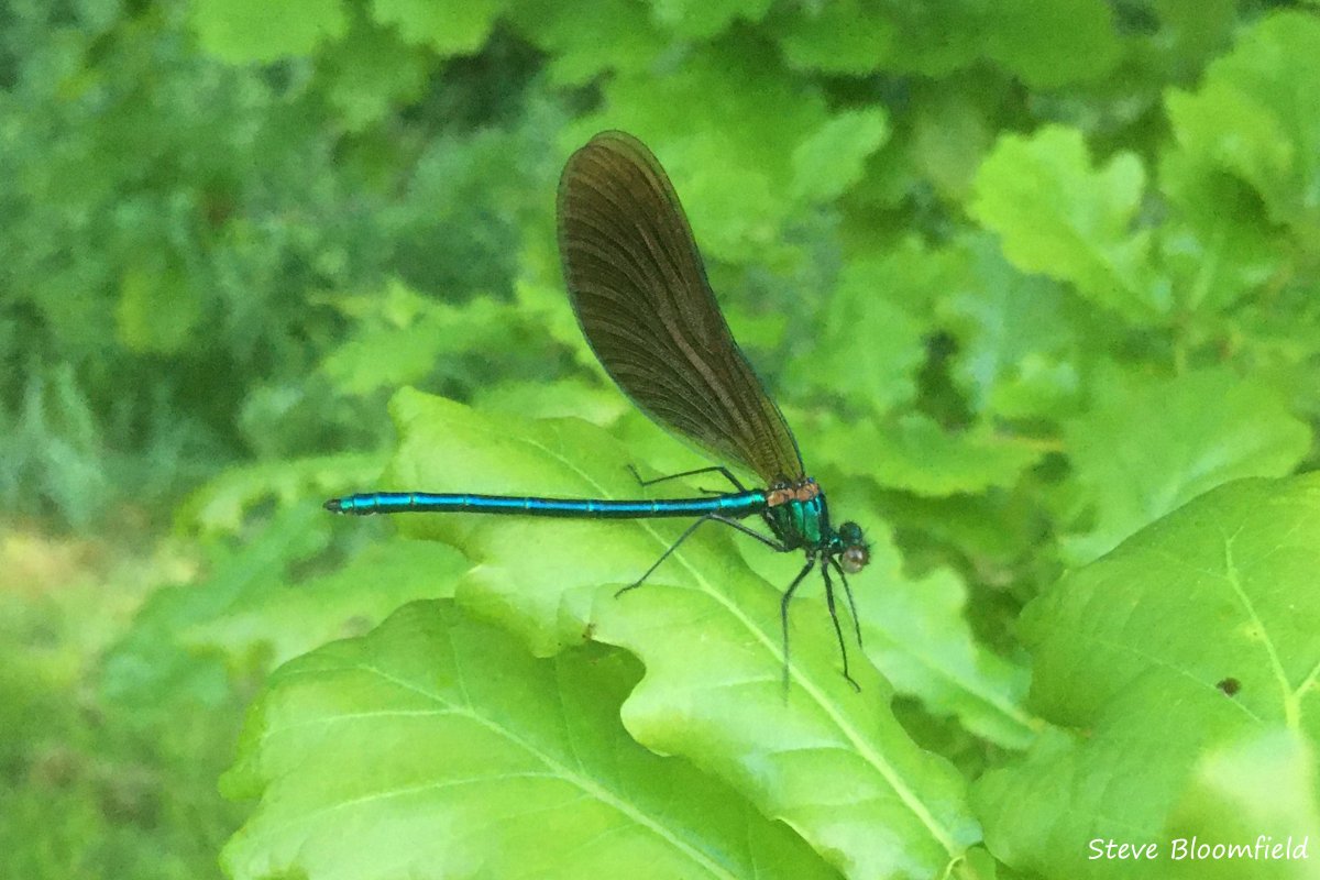 Wow! Our colleague Steve was surprised to find #LowerSmiteFarm’s first beautiful demoiselle on an early morning bird survey. It's a species of fast flowing small rivers and streams but is spreading fast, using places like Smite as a stepping stone as they move across country!😊