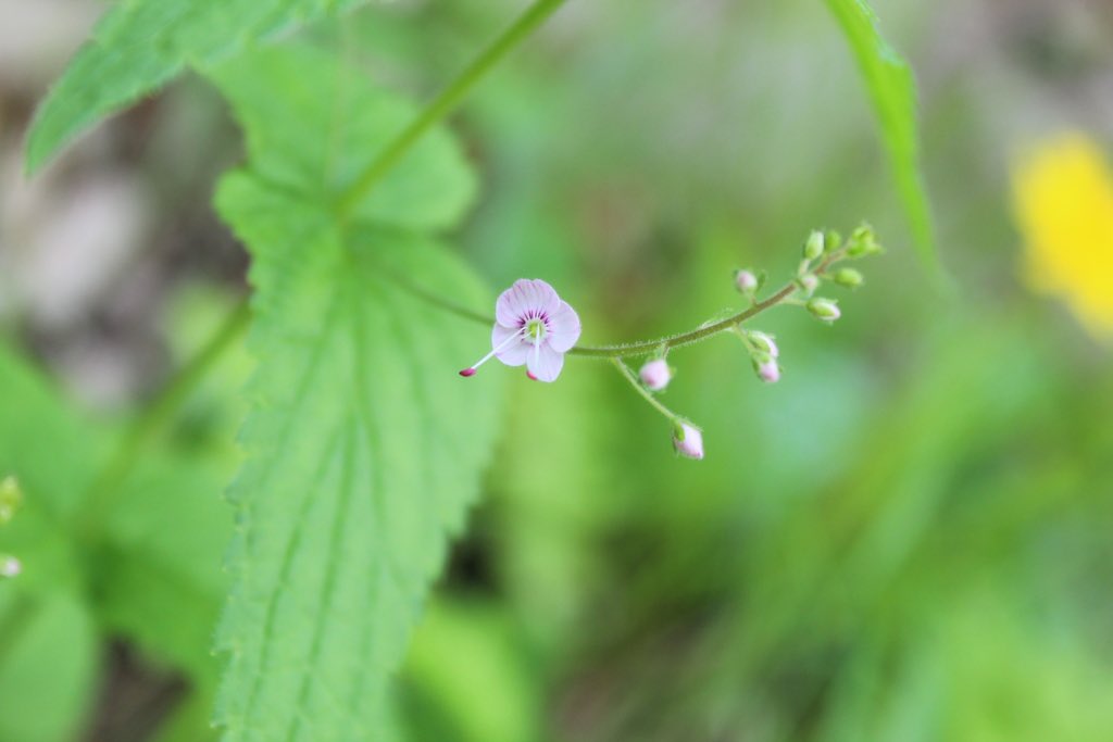 A bit obsessed lately with #plantaginaceae family ☺️
Plantago afra (Lisbon, Portugal), Chaenorhinum minus (Munich, Germany), Linaria polygalifolia (Sintra, Portugal) &amp; Veronica urticifolia (Mittenwald, Germany). #wildflowers #biodiversity