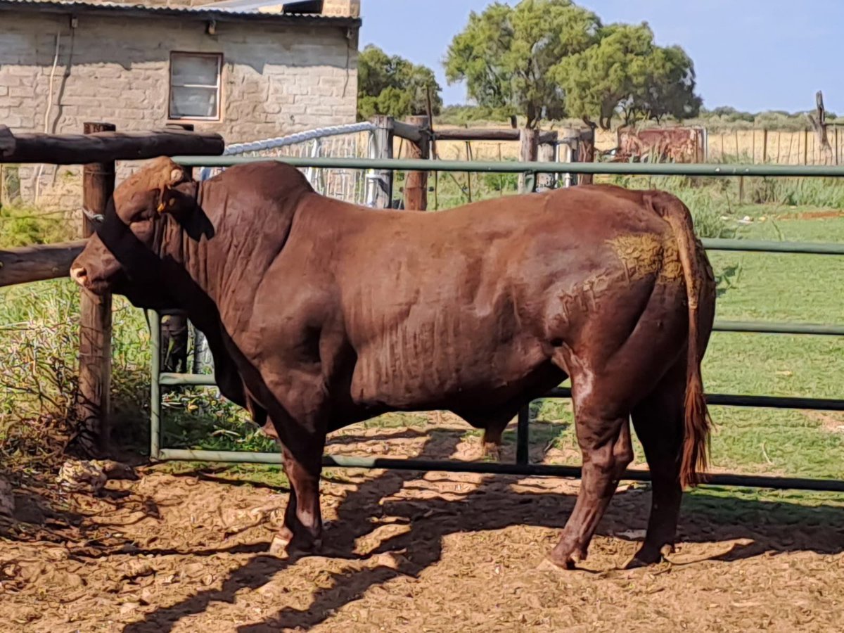 ThaboDithakgwe's tweet photo. I’m selling this young Bonsmara bull LEO22-044 for R40 000.00 cash. Delivery can be arranged. Call me on (083) 293-6102 if you are a serious buyer. https://t.co/vtysnc0BJl