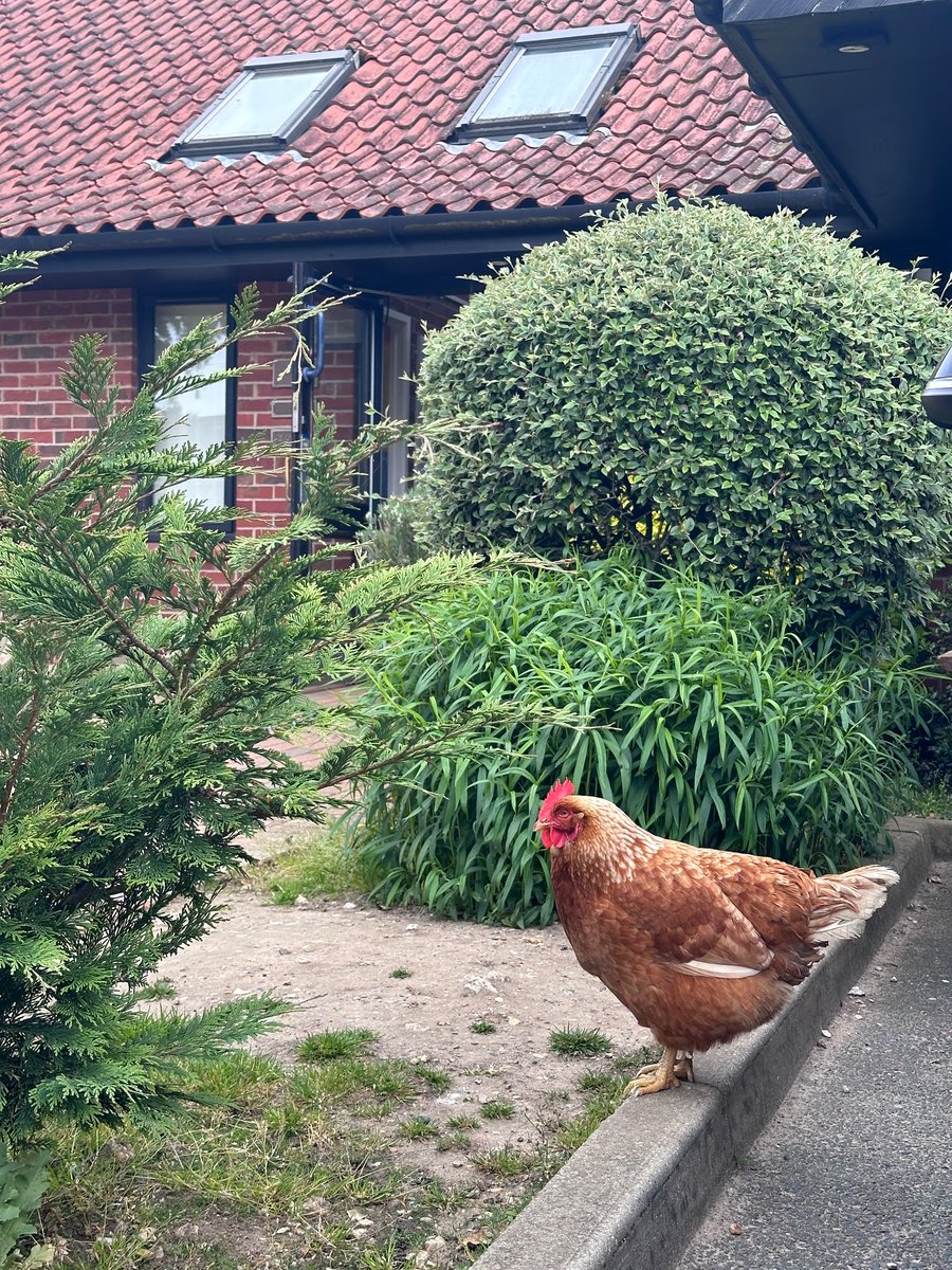 You know you live in Norfolk when the GP Surgery has its own chicken.