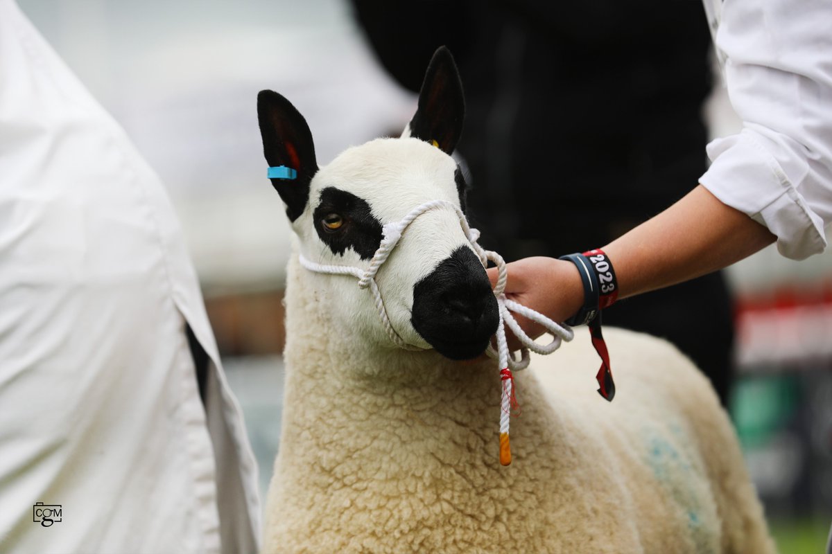 WMN Farming (@wmnfarming) on Twitter photo It's fantastic to see a host of breeds securing their own classes at this year's <a href="/DevonCountyShow/">Devon County Show</a> ๐๐ท
Whether you're a fan of Kerry Hills or Kunekunes, there will be something for everyone!
๐ devonlive.com/news/devon-newโฆ
#devoncountyshow #threedaystogo #threesleeps It's fantastic to see a host of breeds securing their own classes at this year's <a href="/DevonCountyShow/">Devon County Show</a> ๐๐ท
Whether you're a fan of Kerry Hills or Kunekunes, there will be something for everyone!
๐ devonlive.com/news/devon-newโฆ
#devoncountyshow #threedaystogo #threesleeps