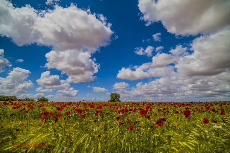 ValorManchego's tweet photo. Toma unos campos de ababoles manchegos en tu feed pa que comiences bien la semana 🌹🌹🌹 https://t.co/qkF7V3DbC8