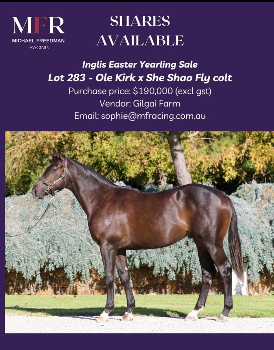 ❗️Join the team❗️ Shares available in Lot 283 from the 2024 @inglis_sales A neat, compact, and powerful colt by first season sire, Ole Kirk out of a multiple stakes winning mare. This colt looks to be an early type and will target early 2yo races. 📧 sophie@mfracing.com.au