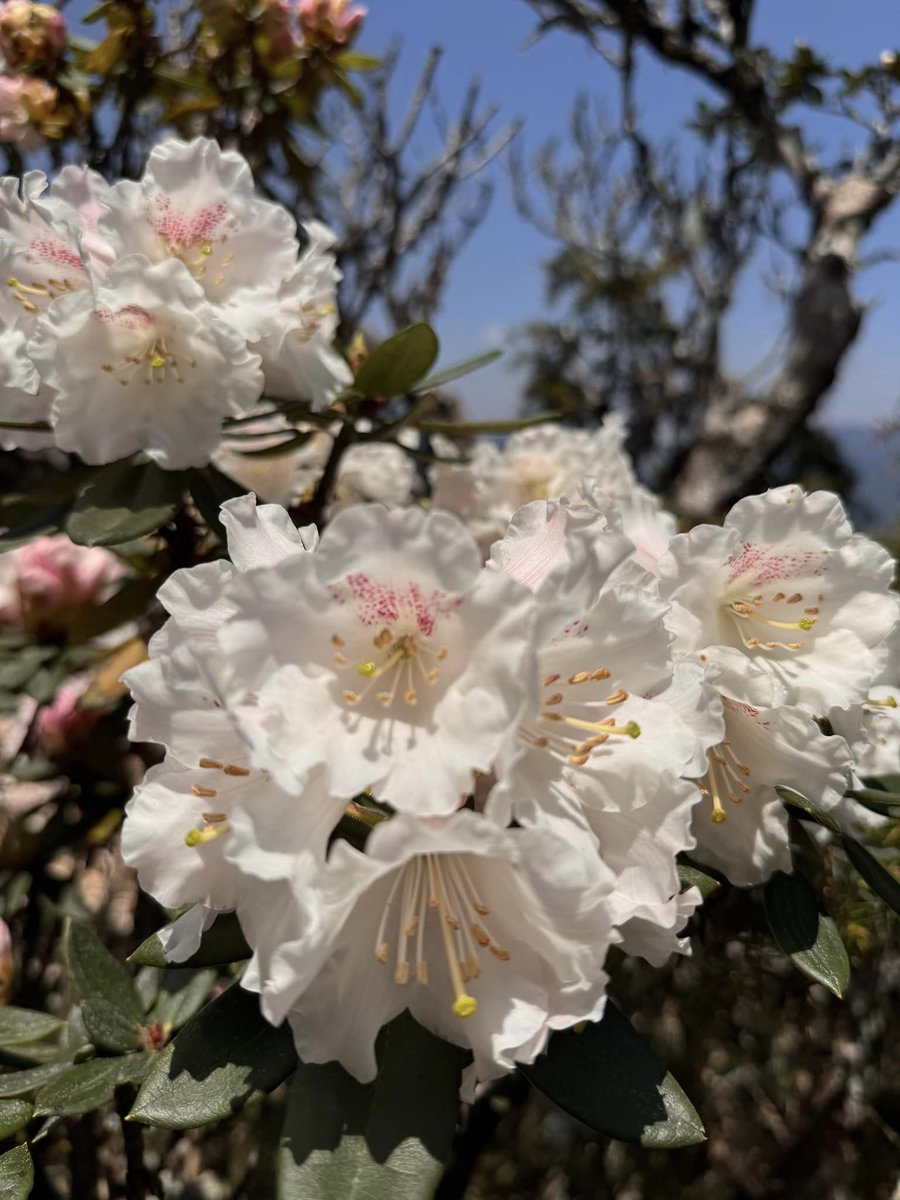 🌺Las azaleas se encuentran en plena floración en la Granja Cingjing, ubicada en el distrito de #Nantou, en el centro de #Taiwán. 🏞️
📸Granja Cingjing