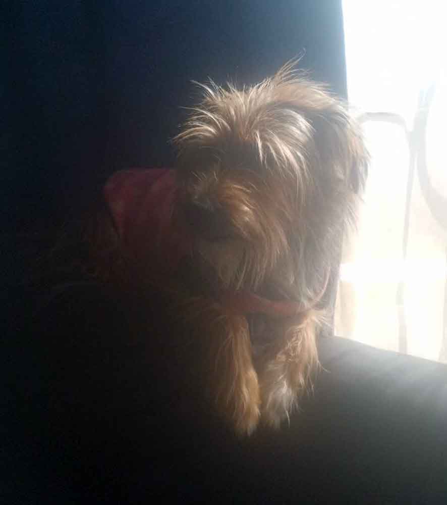 SAYorkieRescue's tweet photo. Bapsfontein Gauteng
Suzi 7 yr old female #yorkieshireterrier cross
good with kids dogs &amp; cats

🔍READ more here https://t.co/s697wCVcmm

#DogLovers #ForeverHomeNeeded #AdoptDontShop #yorkierescue #yorkielove

@SAYorkieRescue
#sayrgauteng https://t.co/Nje4HKZLCF