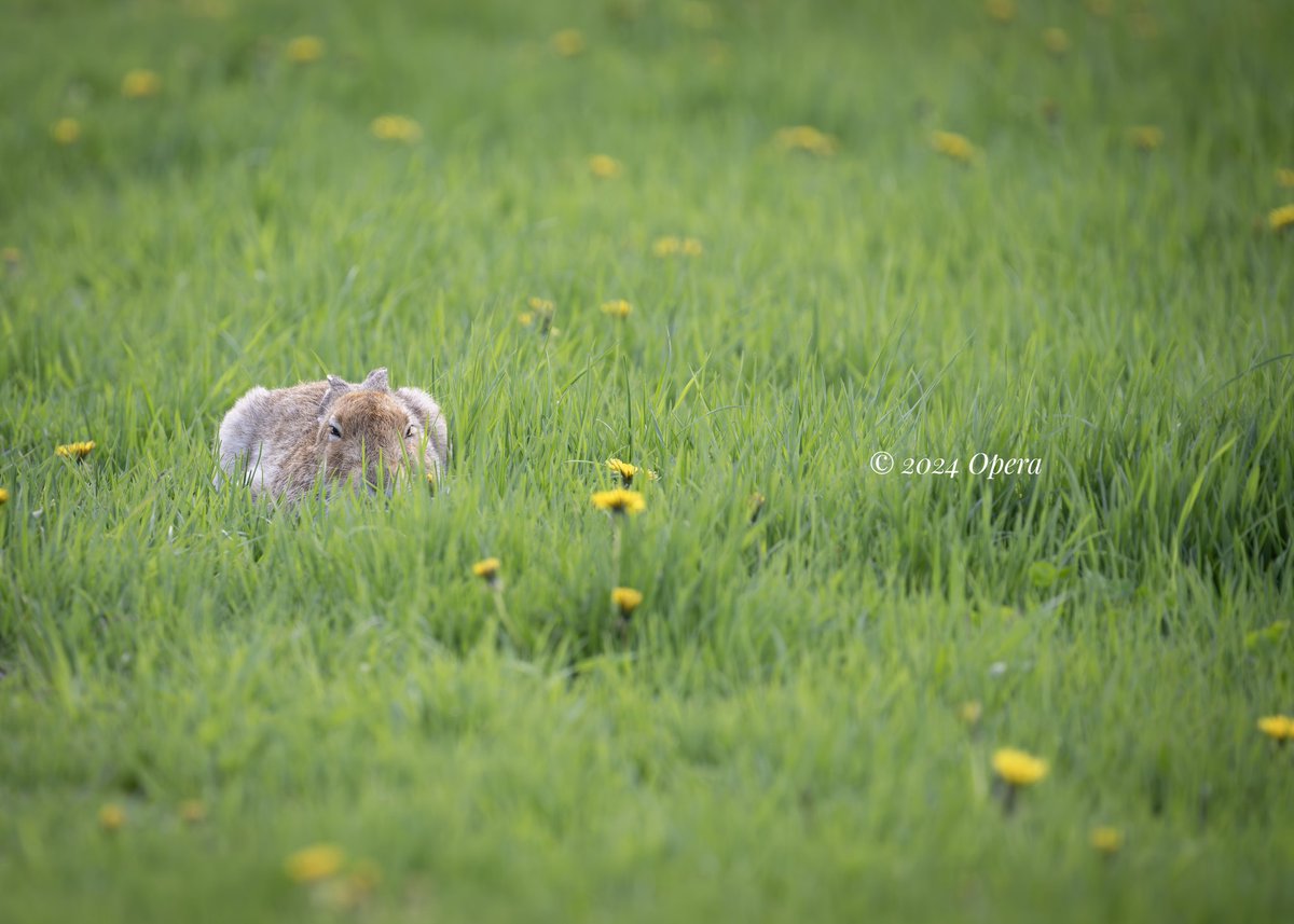 むむっ!何かが潜んでいる・・・。
Data:2024.05
Camera:Nikon Z9
Lens:NIKKOR Z 600mm f/6.3 VR S
#ニコン #野生動物
#エゾユキウサギ #北海道