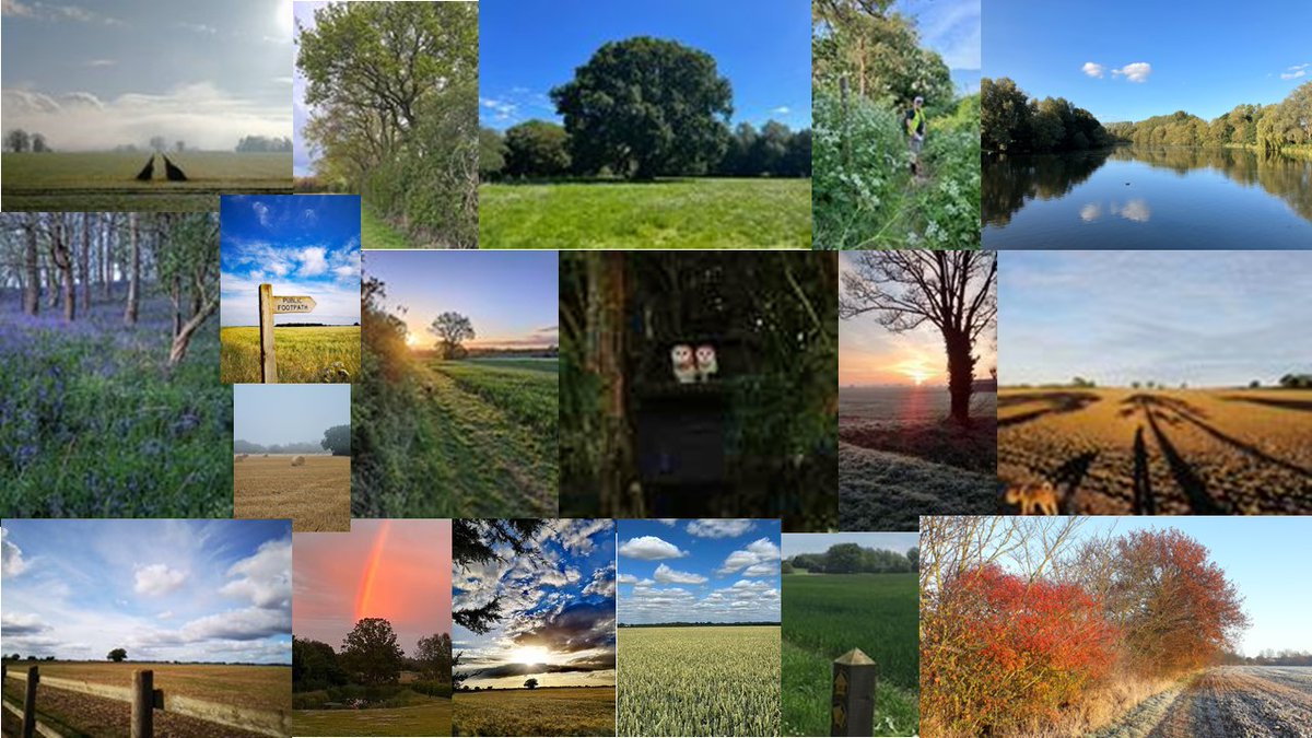 All at risk. And much, much more, along a 180km swathe of Norfolk, Suffolk, Essex countryside. Thousands and thousands of trees and hedgerows will be destroyed. Please sign the petition: you.38degrees.org.uk/petitions/say-…