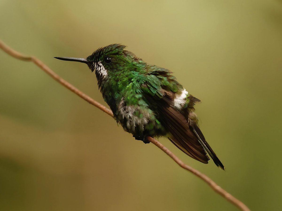 Green Thorntail in Colombia.
