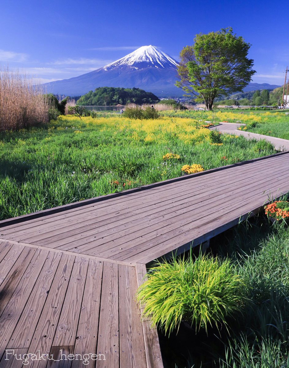 富士山に続く花の木道🌼🌿😃 #富士山