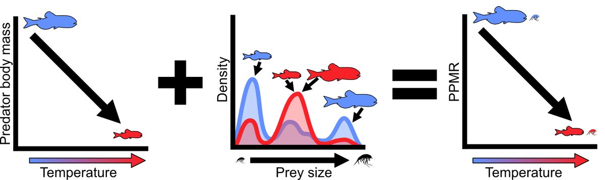 Paddy Keith (@polarpaddy) on Twitter photo Ever wondered how temperature alters size-based feeding relationships in Southern Ocean mesopelagic fish? Have a read of our new paper in <a href="/NatureComms/">Nature Communications</a>! nature.com/articles/s4146… Ever wondered how temperature alters size-based feeding relationships in Southern Ocean mesopelagic fish? Have a read of our new paper in <a href="/NatureComms/">Nature Communications</a>! nature.com/articles/s4146…