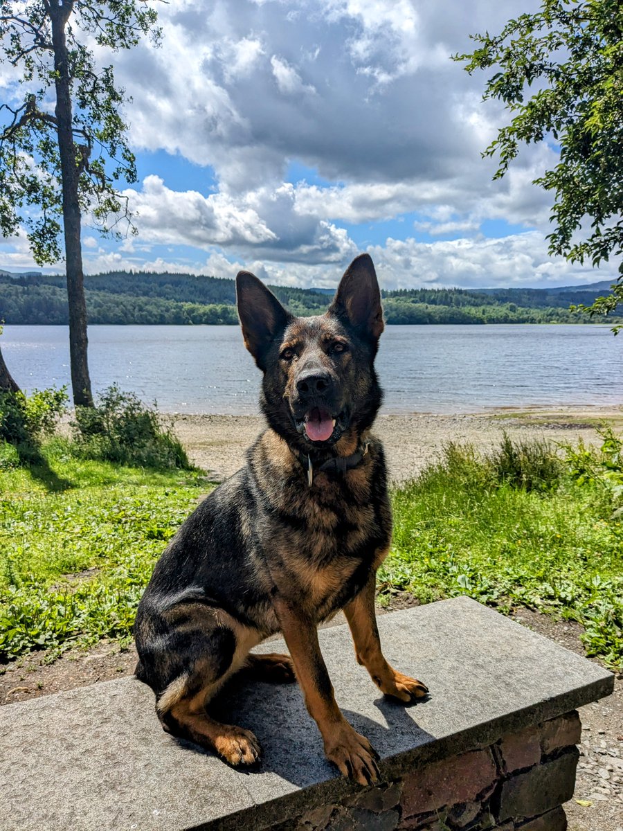 The public are invited to join us at the National Police Dog Trials next week. PDs and their handlers from across the UK compete in a series of trials at Police Scotland's HQ Tulliallan. PDs Amber (left), Eli (right) and Lusa will be competing Info: orlo.uk/WUrAS