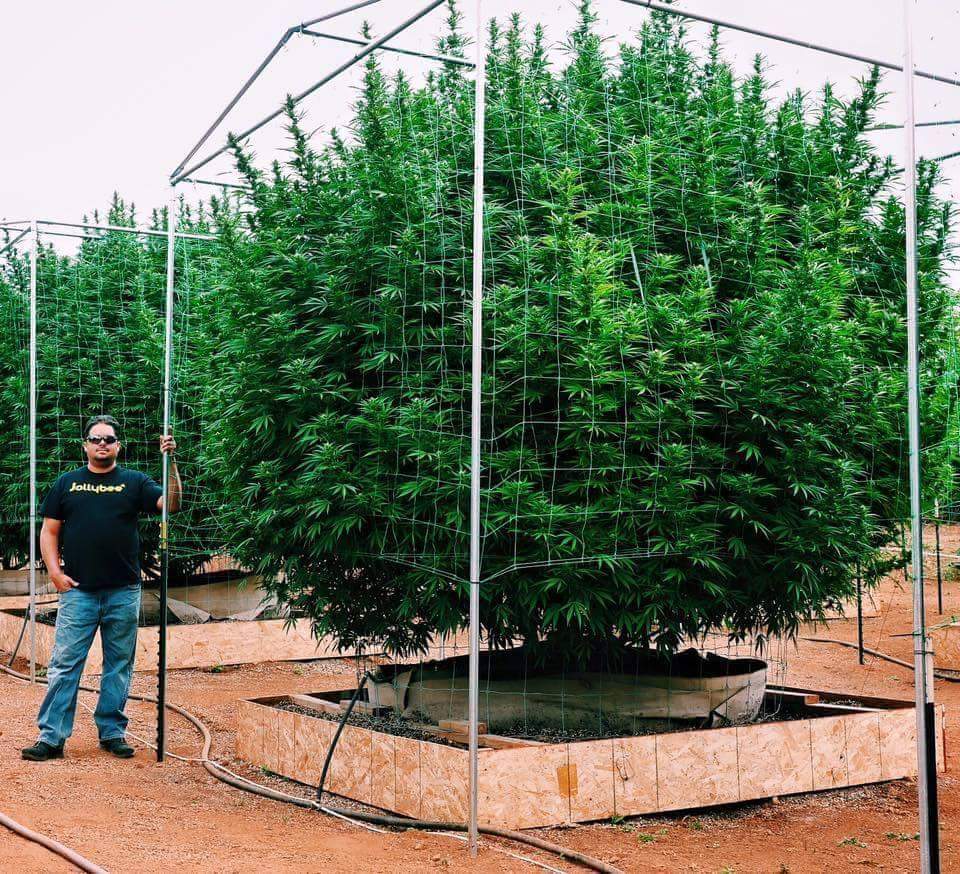 Gardening can be really satisfying and rewarding work.

 🧑‍🌾 + 💪 + 🌱 = 💚 

#cannabiscommunity #cannabisculture #cannabisindustry #medicalmarijuana