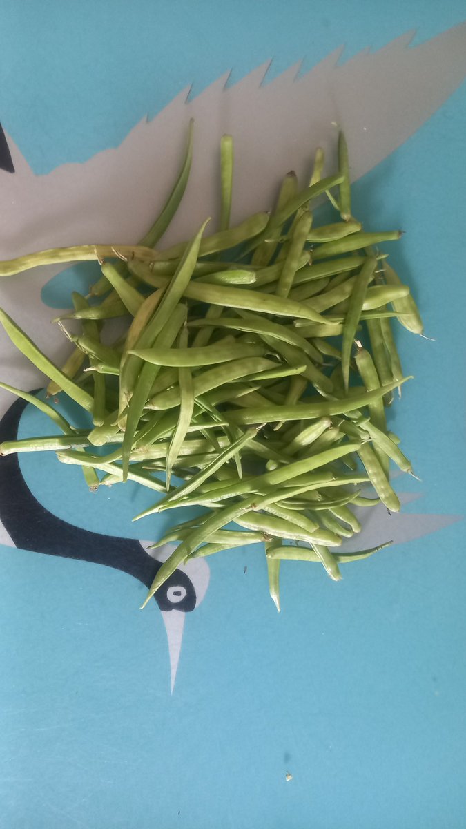 Cluster Beans 

#TerraceGarden