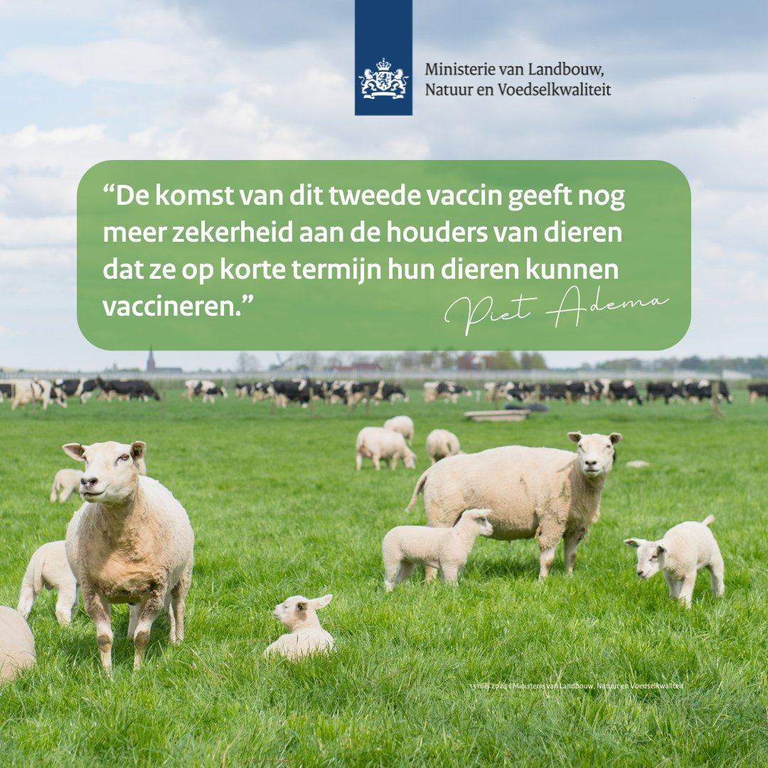Tweede vaccin tegen het blauwtongvirus goedgekeurd voor gebruik. rijksoverheid.nl/actueel/nieuws…