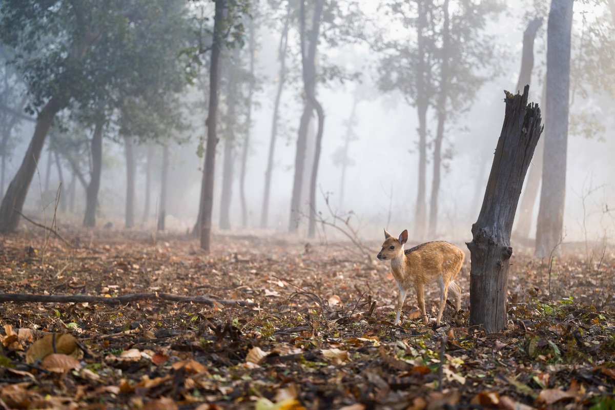 #Bandhavgarh you beauty 😻 This is one of the most beautiful blue hour ambiance I have photographed in our Bandhavgarh photo tour. #TigerTuesday @Discovery