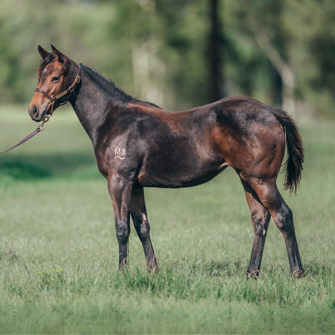 The CAPTIVANT filly out of G2 winner War Heroine (USA) is a stunner! 🤩 She's got that 'Captivant class' and is part of an outstanding first crop of foals by our G1 Champagne Stakes winner. Captivant, exceptional credentials, extraordinary value. #KiaOraStallions
