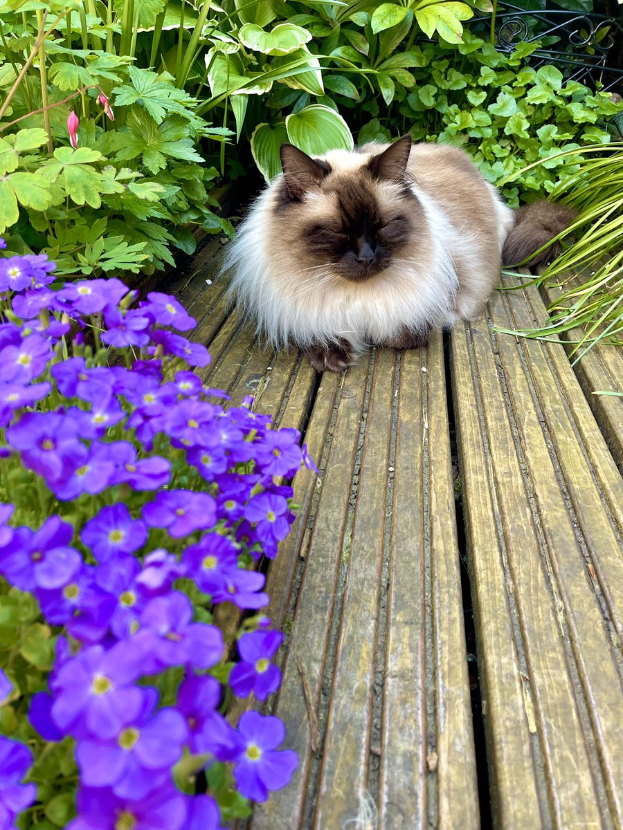 A flowery bun for #kittyloafmonday 🌸 Good luck everyone 🍞😻🍞
