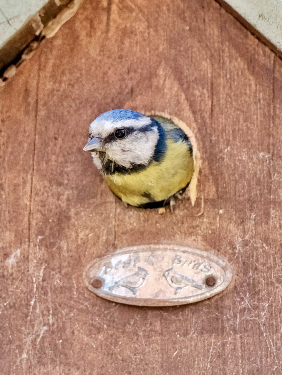 Busy mum!
#chesham #chilterns #buckinghamshire #flying #bluetit #bird #aonb #feeding #mum #nature #natural #naturalworld #aonb #fight #spring #nesting #nestbox #hunting #birdsofinstagram #wildlife #birds #chicks