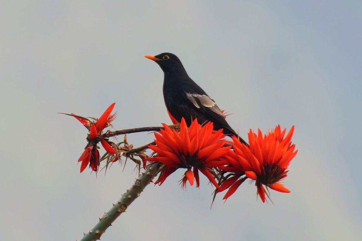 The Grey-winged Blackbird: A Distinctive Species of Southeast Asia!

@pargaien @UKNikon #indiaves @Natures_Voice #ThePhotoHour #BBCWildlifePOTD,@AnimalPlanet @DiscoverKorea_ @WildlifeMag @NikonUSA #natgeoindia #BirdsOfTwitter @DiscoverMag #BirdsSeenIn2024 #birding @BNHSIndia