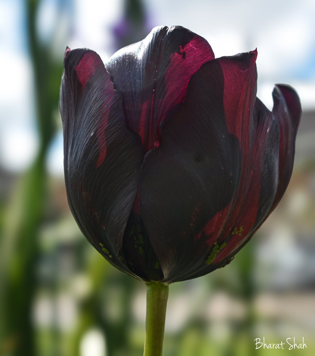 'Red wine' tulip in my driveway. 

#scenesfrommk #ThePhotoHour 
#MacroHour