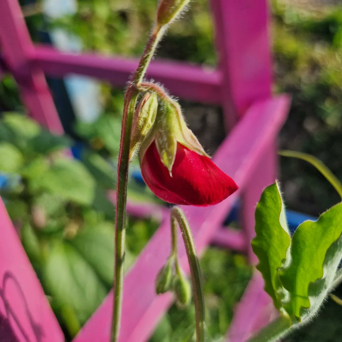 First sweet pea klaxon 🥳🥳🥳🥳🥳 I never really know what colour they will be as I save my seeds but omg, this one looks super red 😍 I've spent exactly £0 on my sweet peas, I urge you to save the seeds!