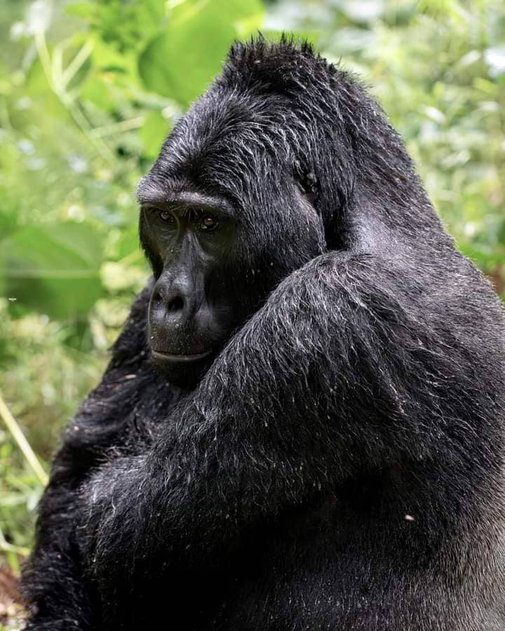 Uganda and Rwanda have variety of beautiful creatures so if you want to enjoy the adventure book with us today ☺️💕
Visit us on gorillatourbooking.com
#Travelphotography