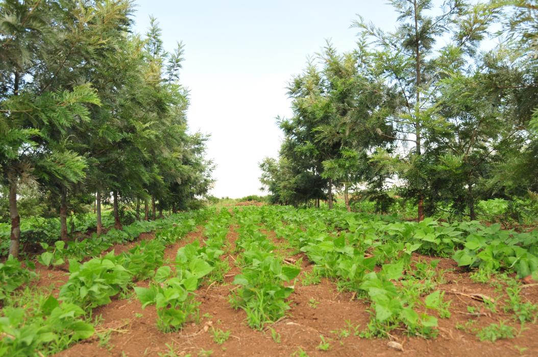 Agroforestry Applications:

Integrate Agroforestry trees into your farm system for shade and biodiversity. It’s a sustainable approach to agriculture. #Agroforestry 
#Conservation