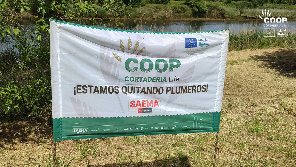 stopcortaderia's tweet photo. 😊Nuestras cuadrillas llevan semanas liberando @aytopielagos de #plumeros🌾, y no podemos estar más orgullosos de los resultados que se están consiguiendo👏
✅Queremos aportar nuestro granito de arena para que Piélagos siga siendo 🔹Grande por naturaleza🔹
.
.
#LIFEprogramme https://t.co/jj6Nh0eaWI
