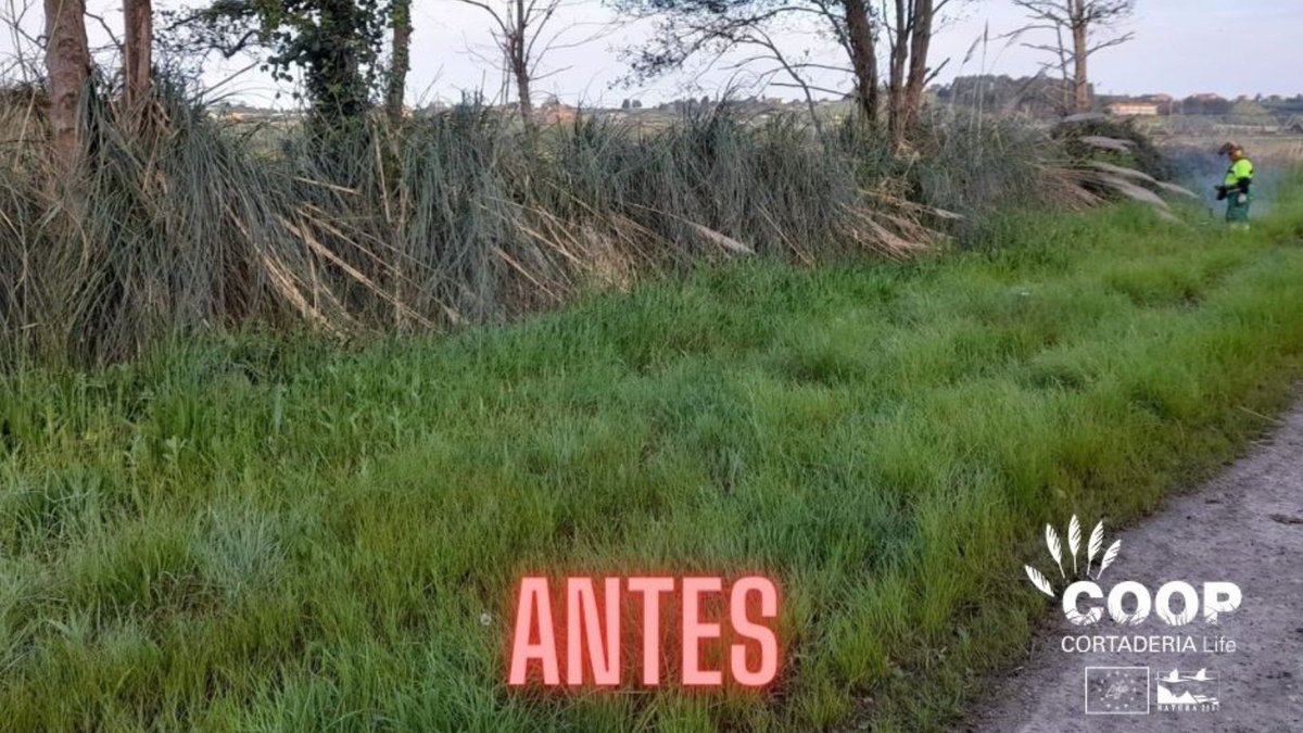 stopcortaderia's tweet photo. 😊Nuestras cuadrillas llevan semanas liberando @aytopielagos de #plumeros🌾, y no podemos estar más orgullosos de los resultados que se están consiguiendo👏
✅Queremos aportar nuestro granito de arena para que Piélagos siga siendo 🔹Grande por naturaleza🔹
.
.
#LIFEprogramme https://t.co/jj6Nh0eaWI