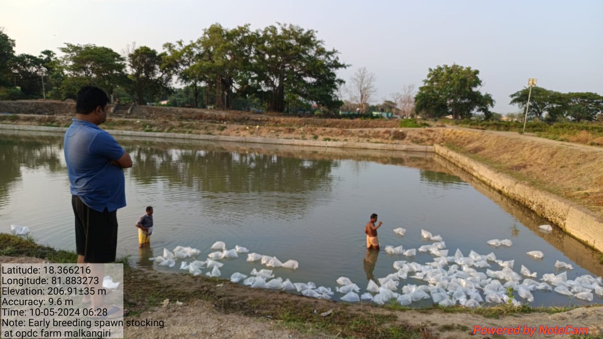 farddepartment's tweet image. Early breeding spawn stocking are underway at #OPDC #FishFarms in #Malkangiri &amp;amp; Kalimela, with 30 lakhs each allocated from OPDC, Bhanjanagar. These efforts signify a strategic move towards bolstering fish production and enhancing aquaculture sustainability in the region.🐟