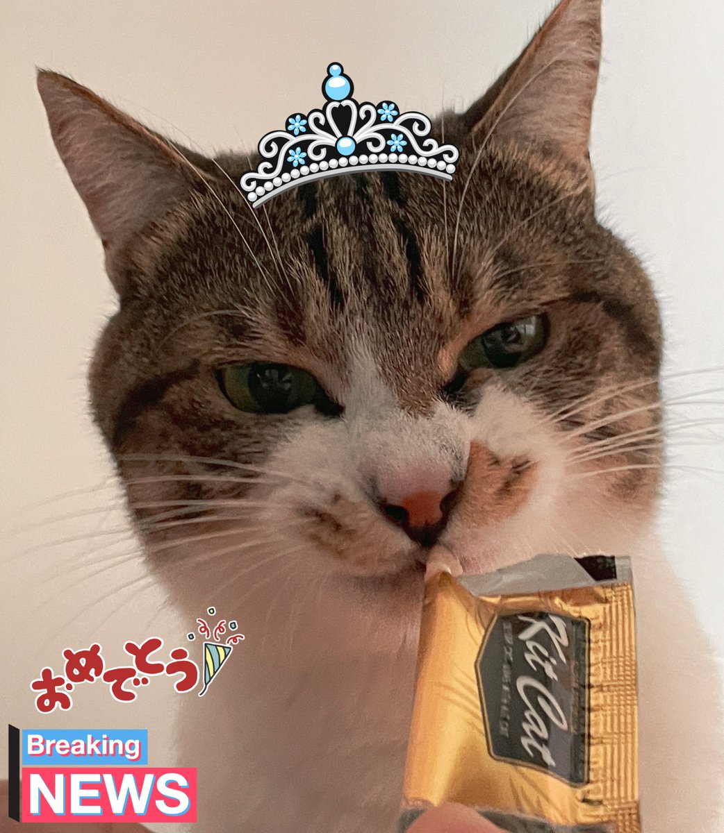 ㊗️愛猫ちゃん4歳になった!!おめでとう🎉🥳💕 