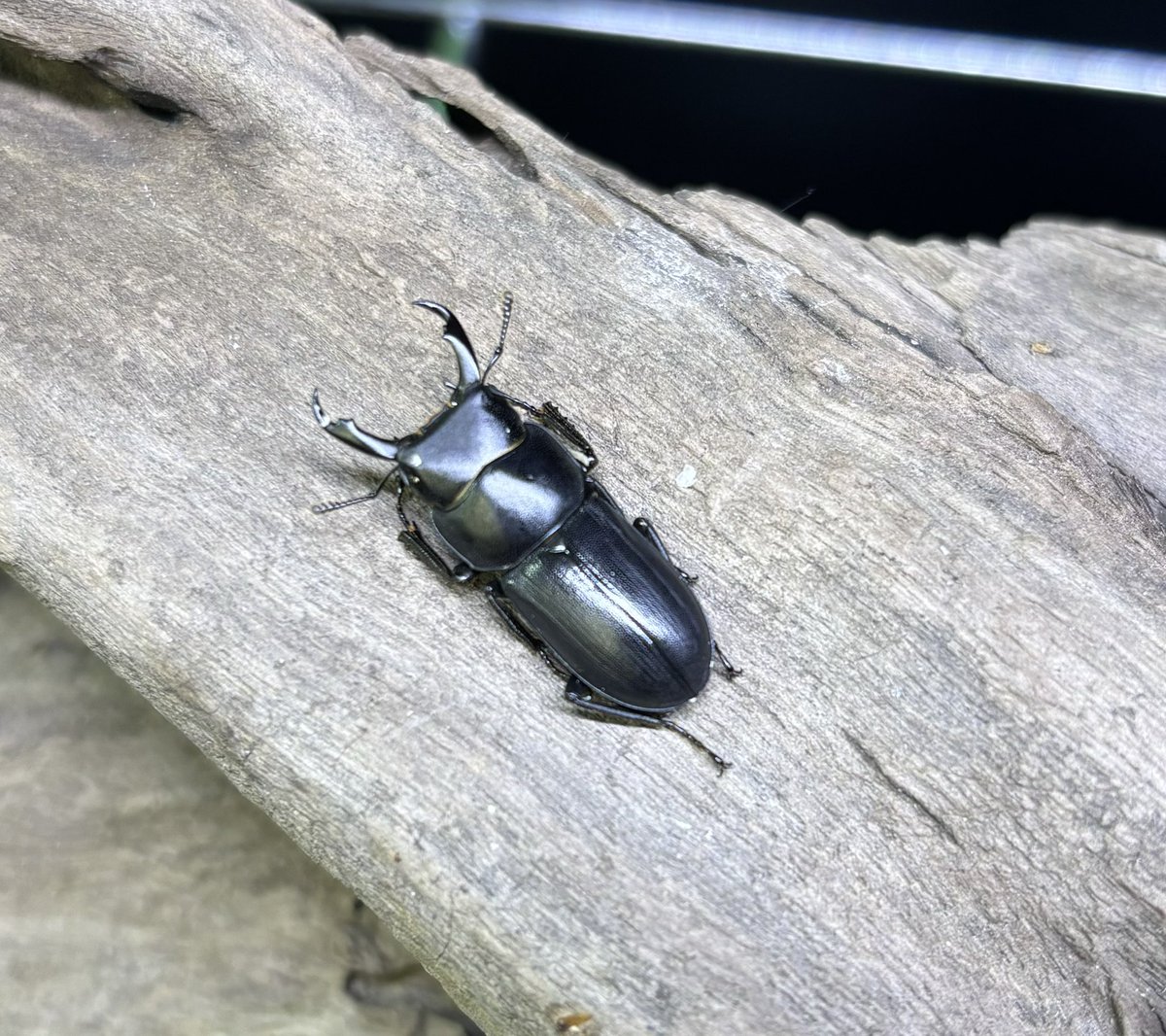 飼育品タイワンスジクワガタが入荷しました❗️ かなりマニアックな