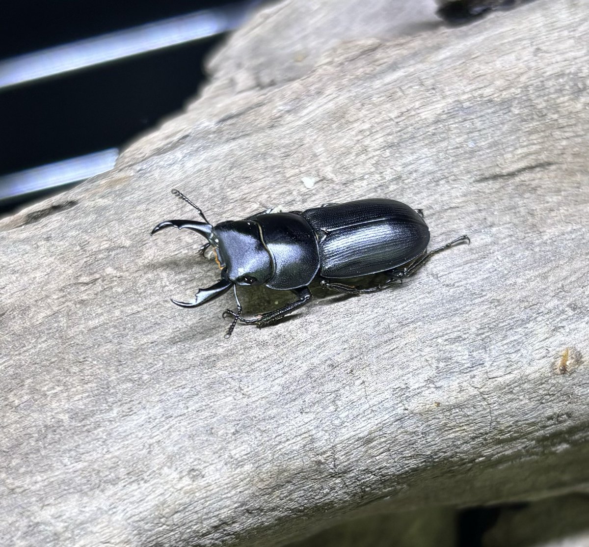 クワガタ 飼育品タイワンスジクワガタが入荷しました❗️ かなりマニアックな